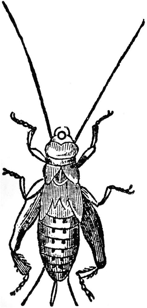 Insects Clipart Black And White Free Download On Clipartmag