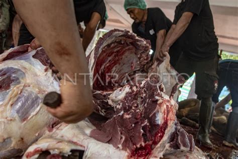 Pemotongan Hewan Kurban Di Masjid Istiqlal Antara Foto