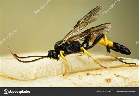 Wasp Ichneumon Stramentor Ichneumonidae Stock Photo By ©moonflash 218800232