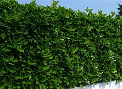 This handsome, dense evergreen shrub with creamy leaf variegation makes an outstanding foundation plant, hedge, screen, landscape accent, or large container specimen. Buy Euonymus Hedging | Euonymus Japonicus Hedging Plants ...