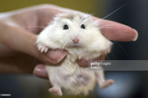 A White Face Roborovski Dwarf Hamster Held High Res Stock Photo Getty