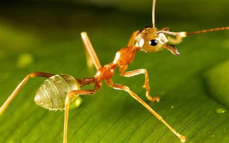 Top 10 Most Dangerous Ants In The World Ultimate Topics
