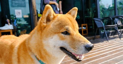 Ainu Köpek Cinsi Irk Profili Ve Özellikleri Petzz Blog