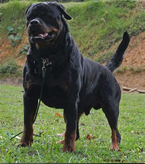 Rott Strong Rottweiler Rottweiler Dog Rottweiler Lovers
