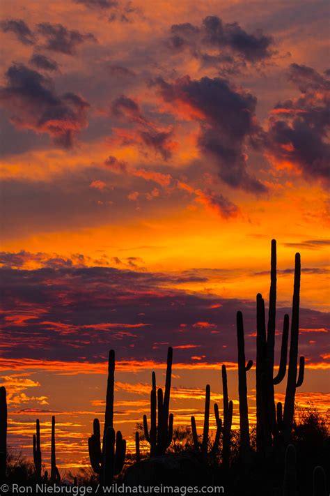 Saguaro Sunset | Tucson, Arizona. | Ron Niebrugge Photography