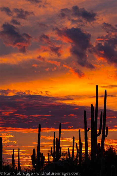 Desert pictures of tucson arizona. Saguaro Sunset | Tucson, Arizona. | Ron Niebrugge Photography