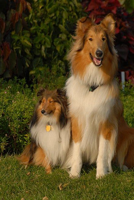 Shetland Sheepdog Wikipedia