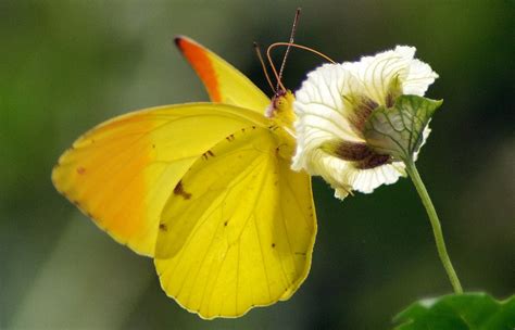 Yellow Butterfly The Online Writing Community