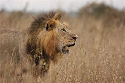 ( take a look inside one of south africa's controversial lion farms. African Savannah: a smaller home for lions? - LifeScienceToday