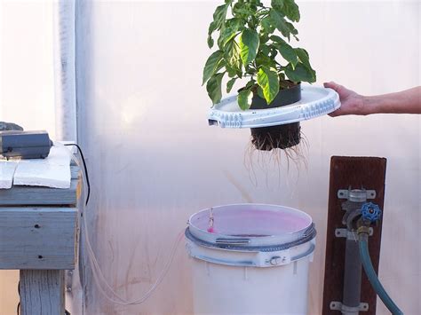 Easy To Build Five Gallon Bucket Dwc Hydroponic System