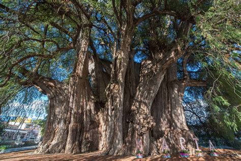 The Planets Most Amazing Trees And Where To Find Them Fodors Travel