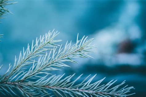 Christmas Fir Tree Blue Background With Copy Space Fir Tree Branches