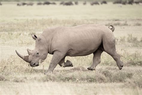 Rhino Facts — Nick Dale Photography