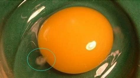 Pada umumnya, seseorang yang mengaplikasikan diet ini. WASPADALAH !!! JIKA KALIAN MELIHAT KUNING TELUR SEPERTI ...