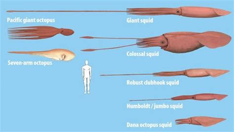 Colossal Squid Size Size Comparison Between The Biggest Octopuses And