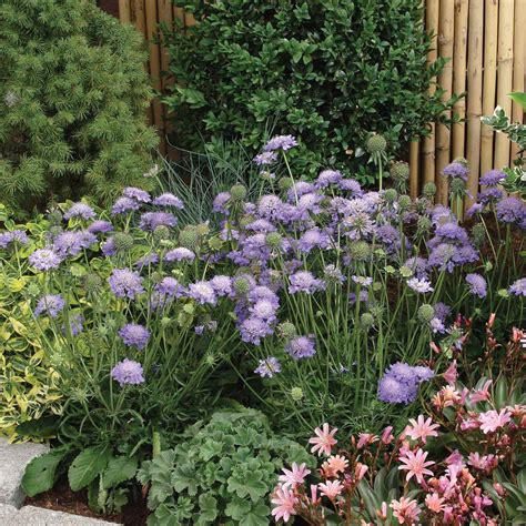Buy Scabiosa Blue Note 6 Plants Online Marshalls Marshalls Garden