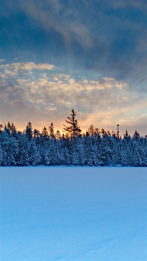 Download Wallpaper 2160x3840 Winter Forest Spruce Snow Samsung Galaxy