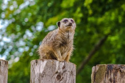 Kostenlose Foto Natur Tier Tierwelt Zoo Säugetier Eichhörnchen