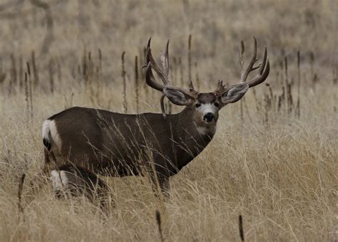 Massive Drop Tine Mule Deer Buck Ray F Flickr