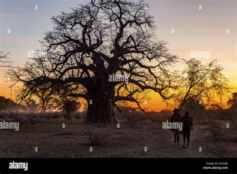 Xangongo Angola 24th July 2016 Gigantic Baobab Tree At Sunset Near