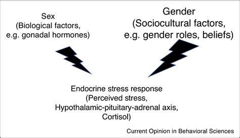 stress men vs women neuroscience