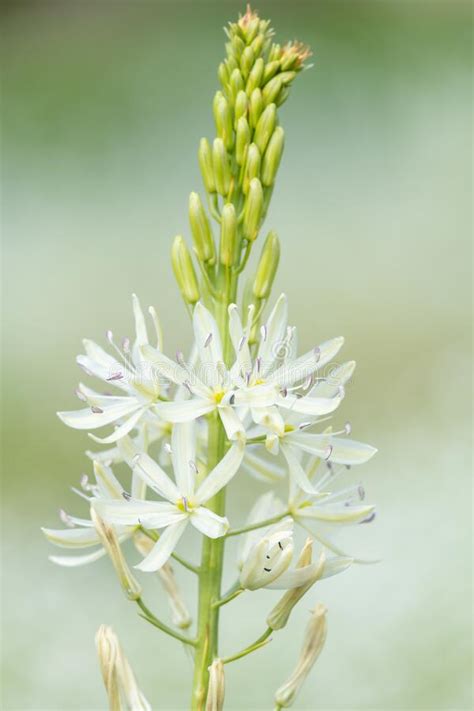 Camassia Camassia Quamash Flower Stock Image Image Of Blooming