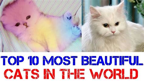 Top 10 Most Beautiful Cats In The World 2018 Most Beautiful Cats In