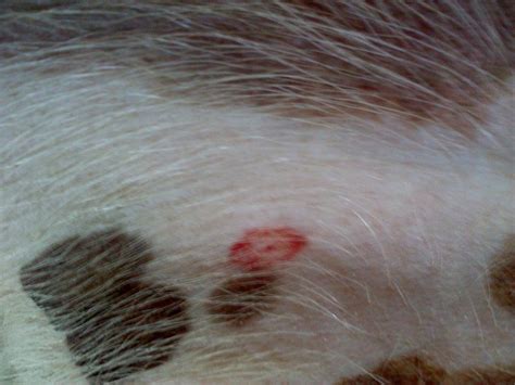 What Does A Tick Bite Look Like In A Dog Dogwalls Images And Photos