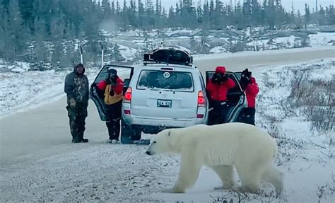 Video Theres 1 Polar Bear To Every Resident Of This Canadian Town