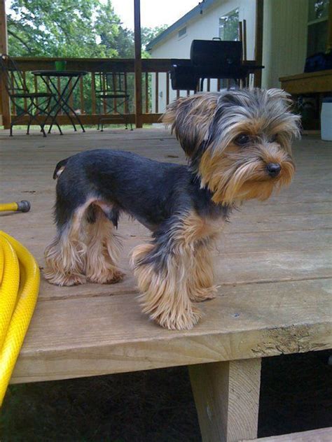 The dog is also known as yoodle, yorkipoo, yorkapoo yorkie haircuts / yorkie hair styles | Yorkie dogs ...