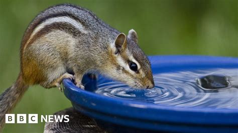 Dna Clues To How Chipmunk Earned Its Stripes Bbc News
