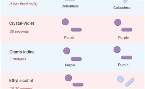 Gram Stain Principle Reagents Procedure Steps Results Otosection