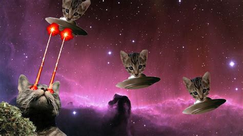 Cat With Space Lasers Gatos
