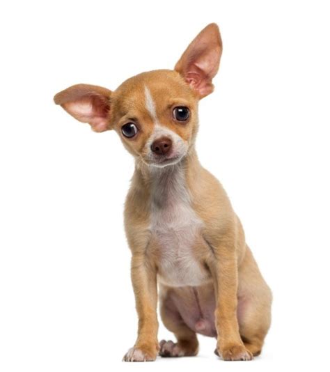 Chihuahua Breed Information And Photos Thriftyfun