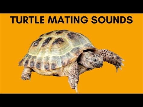 Turtle Pairing And Moaning Sounds Hours Youtube