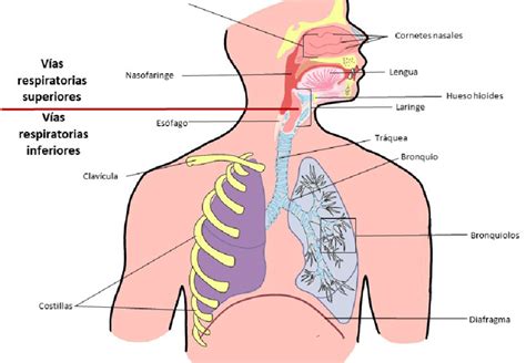 El Sistema Respiratorio Estructura Básica Del Sistema Respiratorio