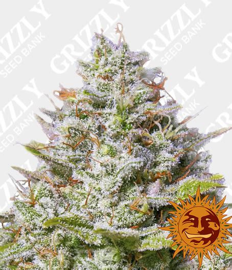 Blue Gelato 41 Feminized Seeds Grizzly Seed Bank