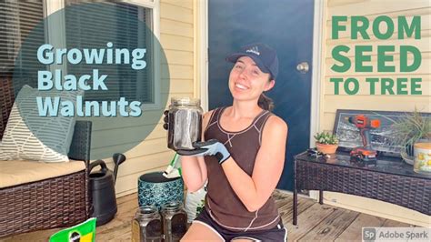 How To Grow Black Walnuts From Seed To Tree Diy Tree Planting Video Youtube