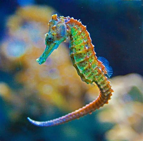 Colorful Seahorse Ocean Creatures Ocean Animals Seahorse