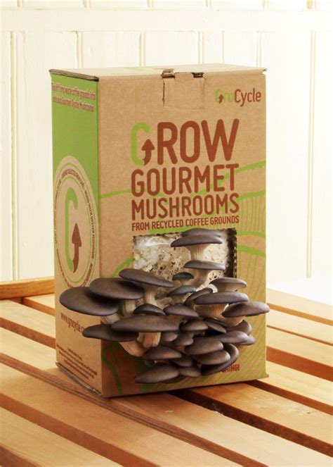 Grocycle Mushroom Kit Edible Mushrooms Stuffed Mushrooms Mushroom