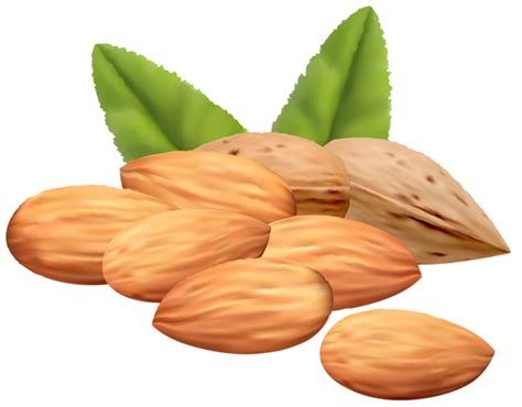 Almond Nuts Png Clipart Image Filbert Nut Fruits Images Almond Nut