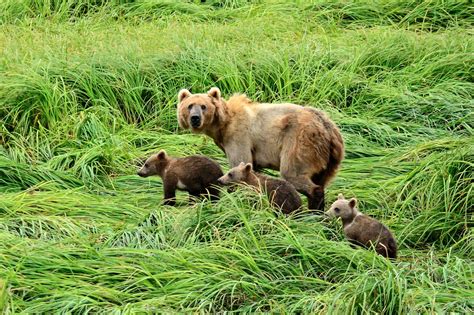 Photo By Joseph Classan Kodiak Alaska Bears Alaskan Bear Kodiak