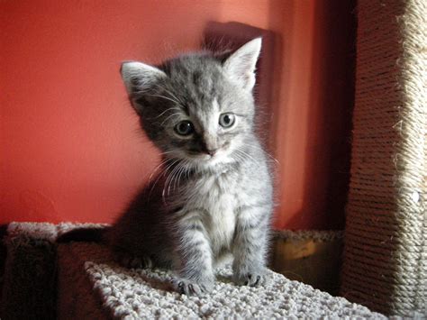 552 x 736 jpeg pixel. Schattige kat van de dag » Door: Xaviera » @cattishNL