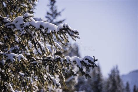 Melting Snow On Fir Tree 2 Stock Image Image Of Water 4765787