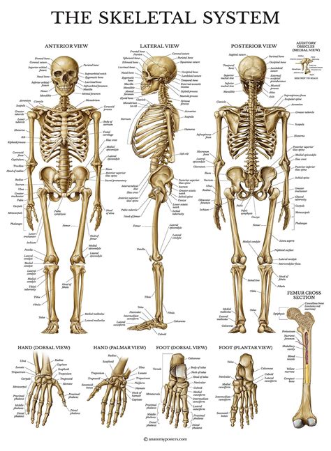 Palace Learning Skeletal System Anatomical Chart Laminated Human Skeleton Anatomy Poster