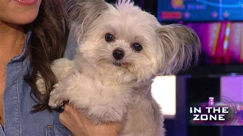 Is Norbert The Cutest Pup On Social Media Fox News Video