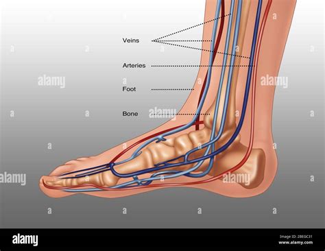 Anatomía Del Pie Ilustración Fotografía De Stock Alamy