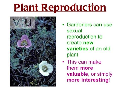Sexual Reproduction In Plants Powerpoint