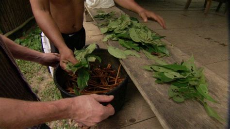 Could Psychedelic Drug Ayahuasca Have Health Benefits Bbc News
