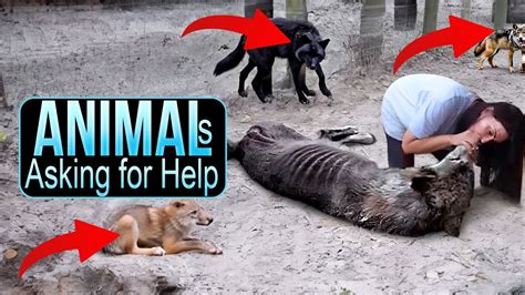 Heartwarming Moments Animals Asking For Help From Humans Blind Truth